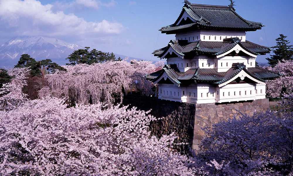 В Японию на Цветение Сакуры 2024 | Когда Цветет Сакура в Японии?