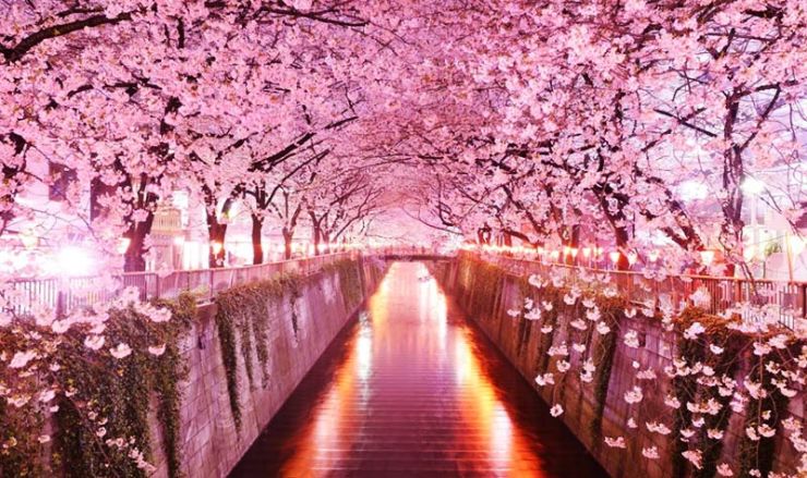 Цветение Сакуры в Японии