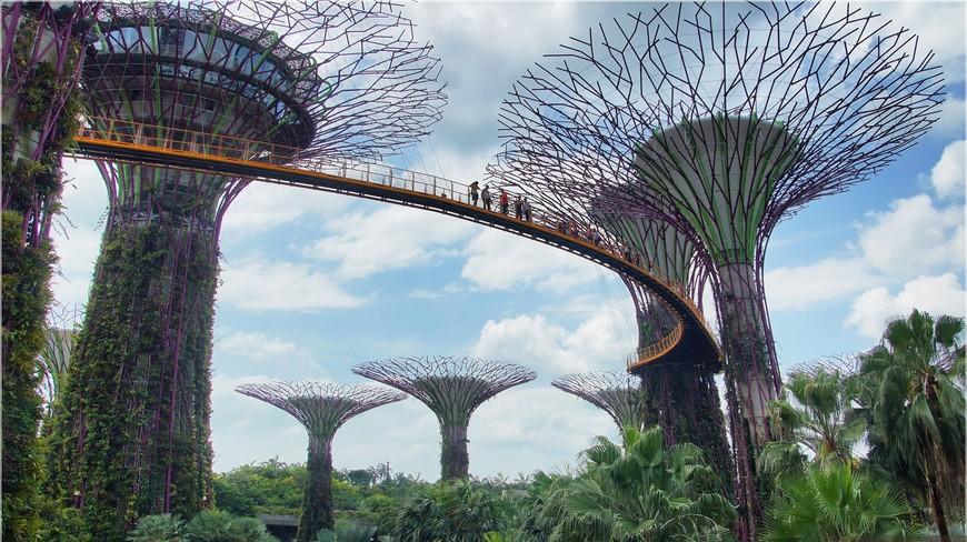 Ботанические Сады в Сингапуре